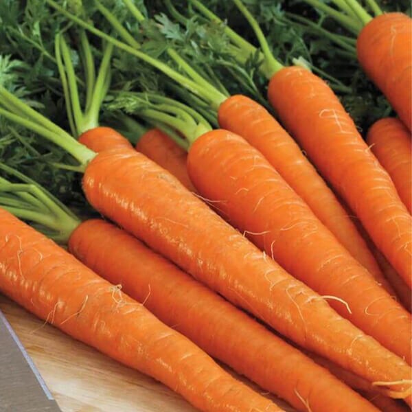 Carrot Seeds - West Coast Seeds